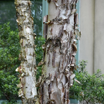 Birch, Dura Heat Multi Stem- 10C