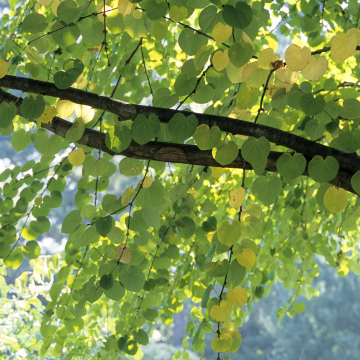 Katsura, Tree Hanna's Heart- 7C