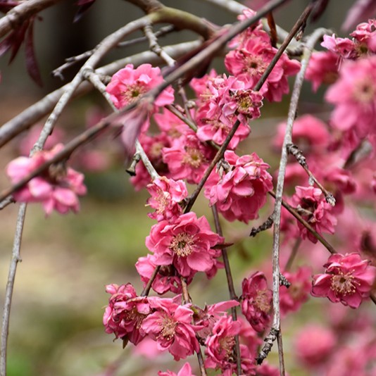 Peach, Flowering Weeping- 10C