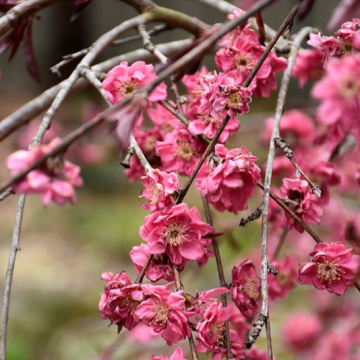 Peach, Flowering Weeping- 10C
