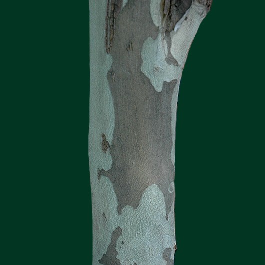 Platanus x acerifolia