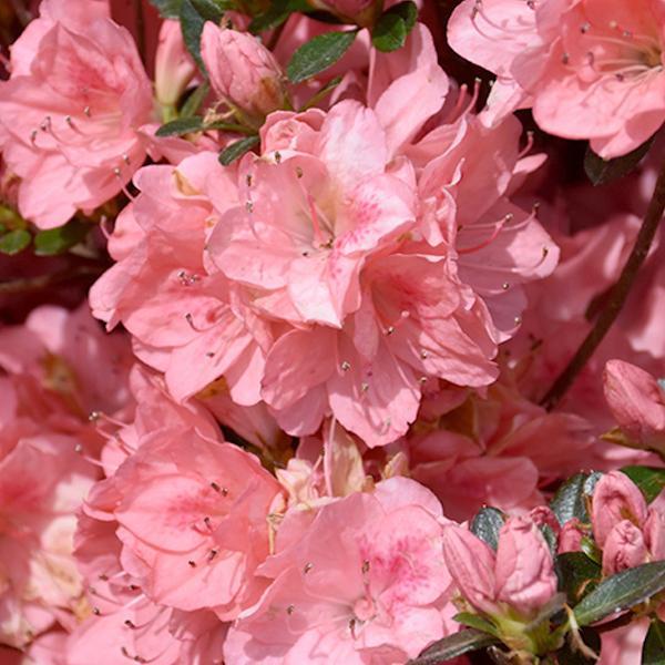 Azalea Blaaus Pink- 2C