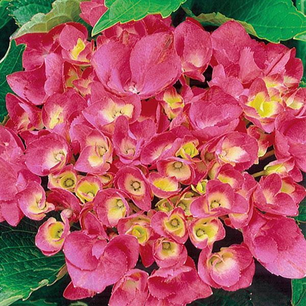 Hydrangea Macrophylla Forever Early Sensation- 1C