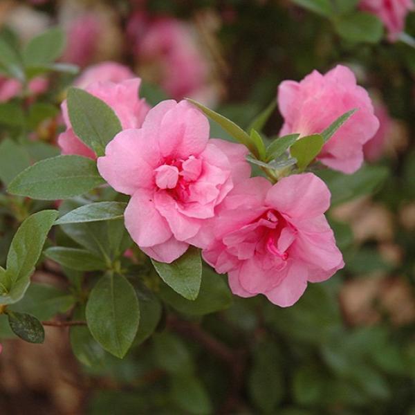Azalea Rosebud- 1C