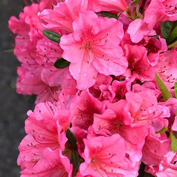 Azalea Renee Michelle- 1C