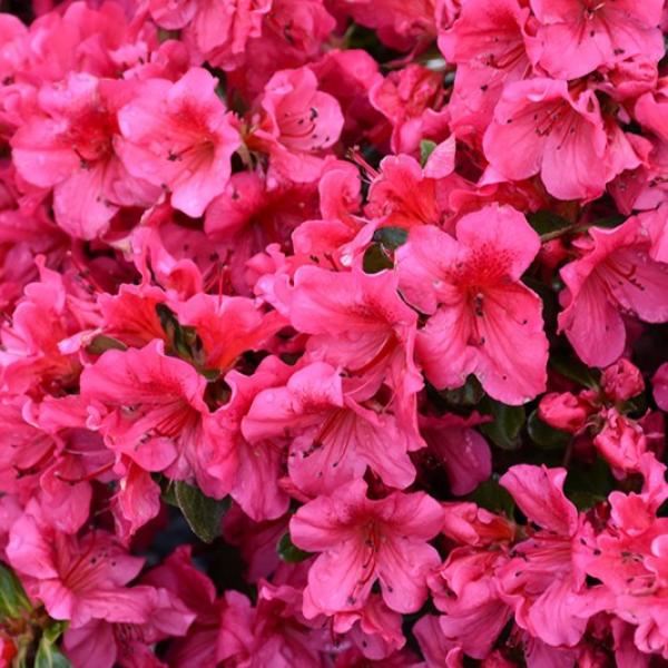 Azalea Girard Crimson- 1C