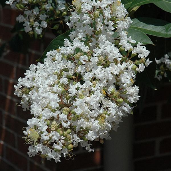 Crape Myrtle Natchez- 15C