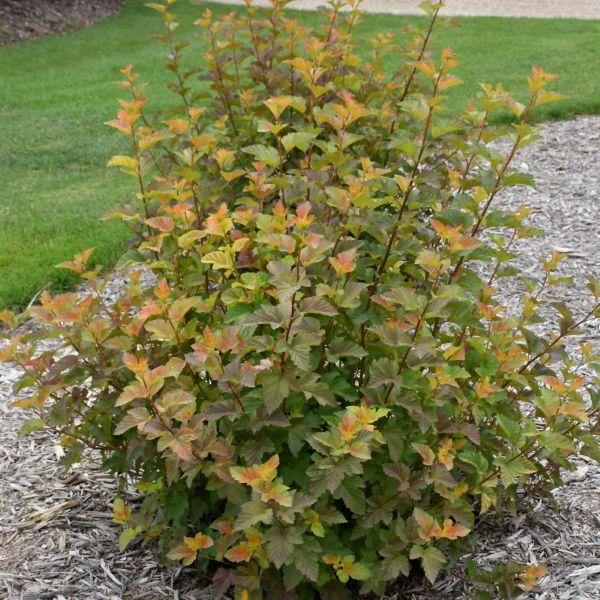 Ninebark Amber Jubilee- 3C