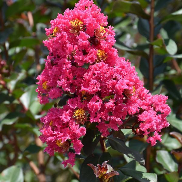 Crape Myrtle Pink Velour- 7C