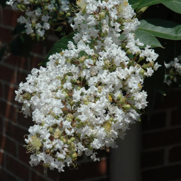 Crape Myrtle Natchez- 7C