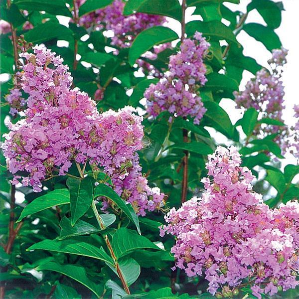 Crape Myrtle Muskogee- 7C