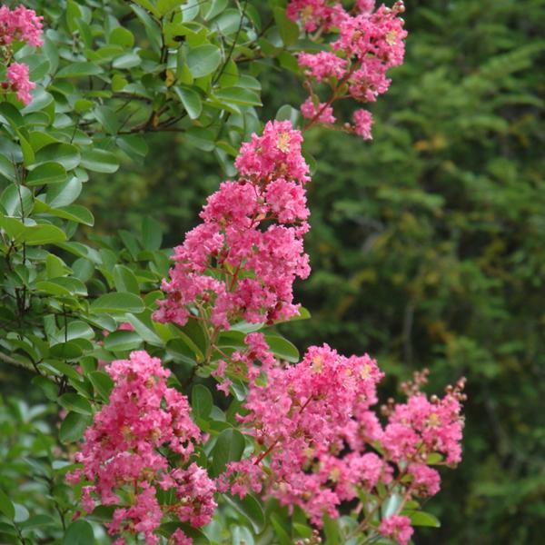 Crape Myrtle Hopi- 7C