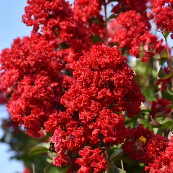 Crape Myrtle Dynamite- 7C