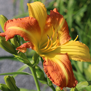 Daylilies