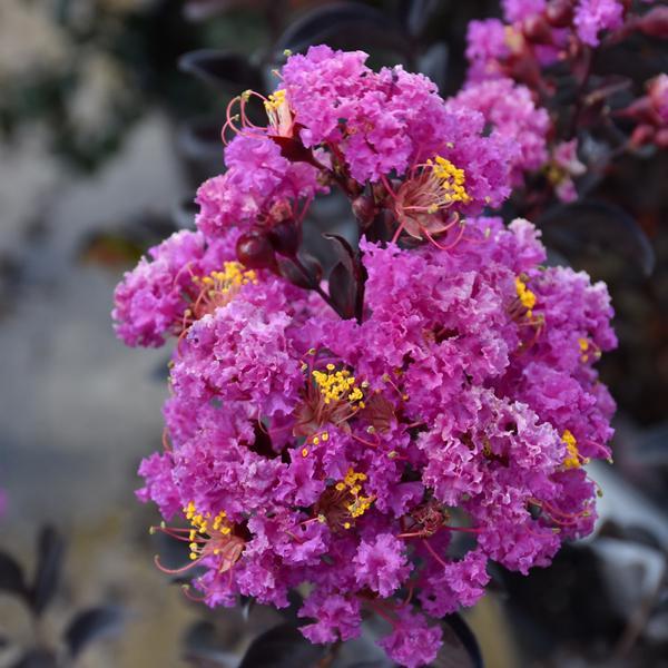 Crape Myrtle Black Diamond Purple- 7C