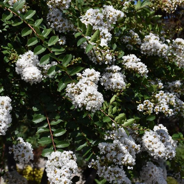 Crape Myrtle Acoma- 7C