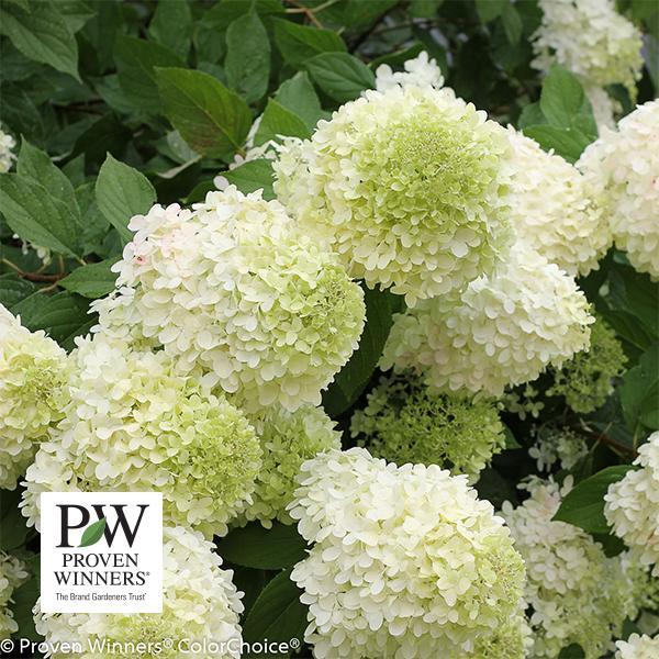 Hydrangea Paniculata Limelight- 7C