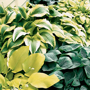 Hostas