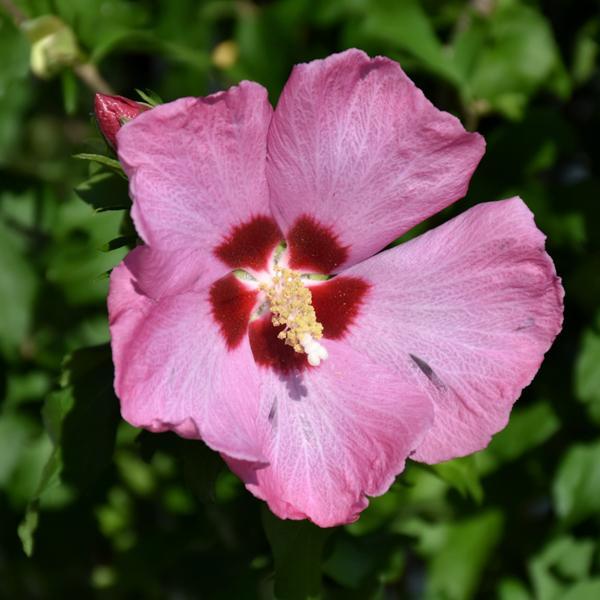 Hibiscus Syriacus Aphrodite- 7C