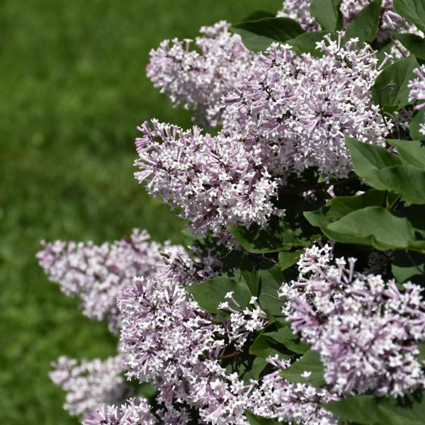 Lilac Miss Kim Dwarf Standard- 5C