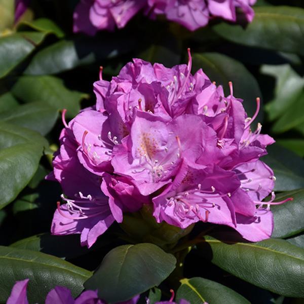 Rhododendron Roseum Elegans- 5C