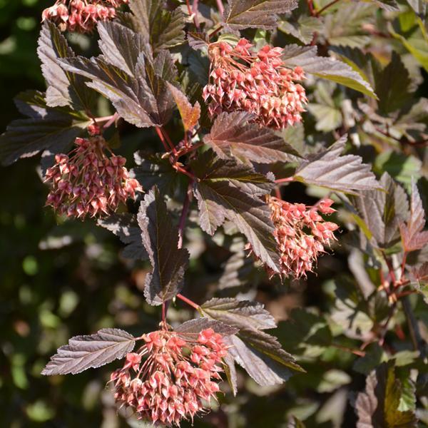 Ninebark Summer Wine- 4C