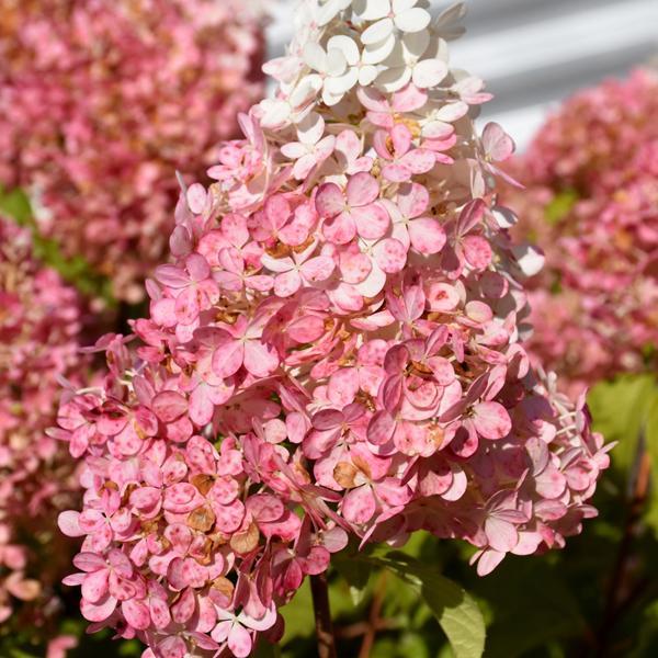 Hydrangea Paniculata Ruby Snow- 4C