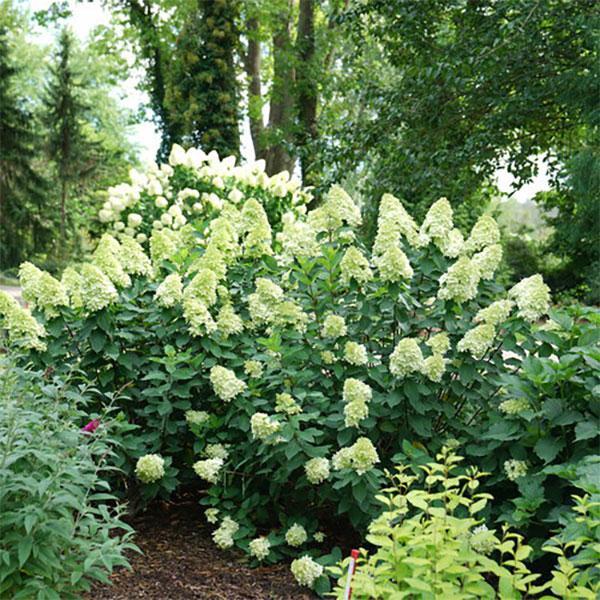 Hydrangea Paniculata Limelight Prime- 4C