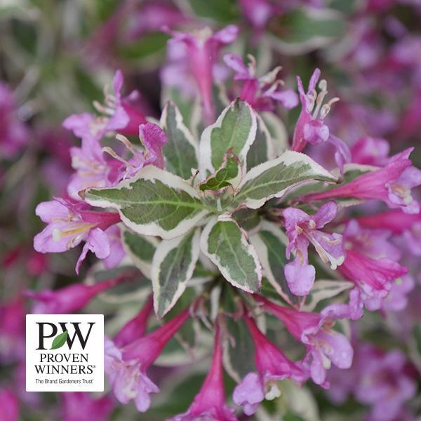 Weigela My Monet Purple- 3C