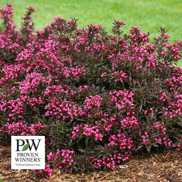 Weigela Spilled Wine- 3C