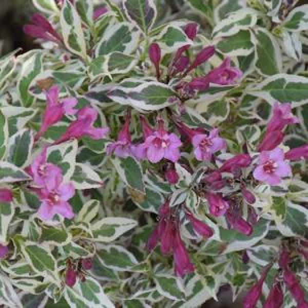 Weigela My Monet- 3C