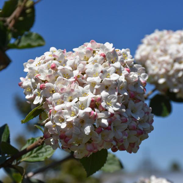 Viburnum Carlesi- 3C