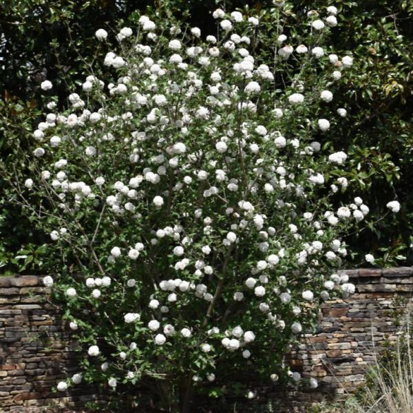 Viburnum Burkwoodi- 3C