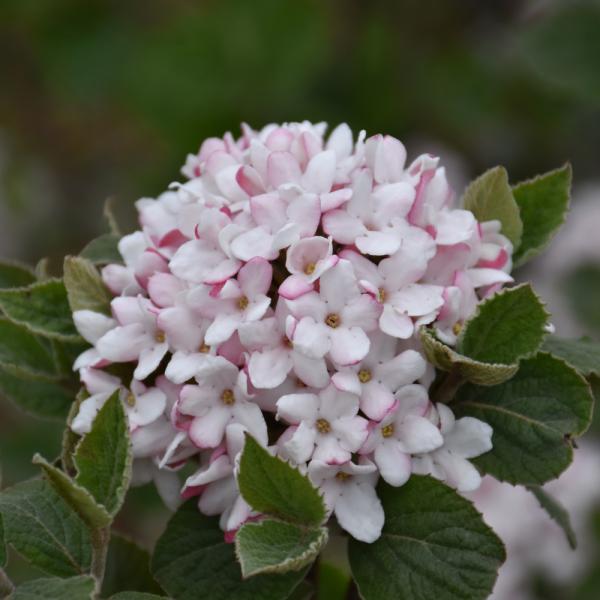 Viburnum Carlesi Sugar N Spice- 3C
