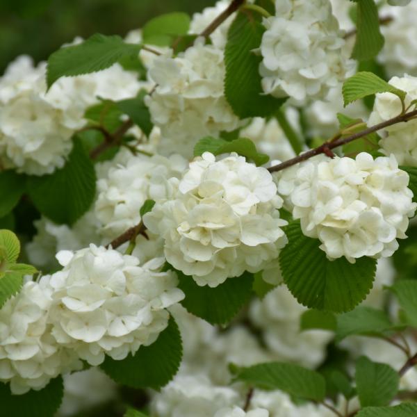 Viburnum Popcorn- 3C