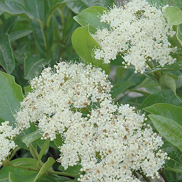 Viburnum Brandywine- 3C