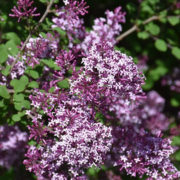 Lilac Red Pixie Dwarf- 3C