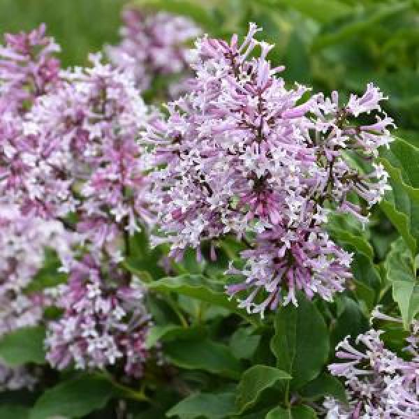 Lilac Little Lady Dwarf- 3C