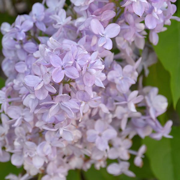 Lilac Hyacinth Scentara Double Blue- 3C