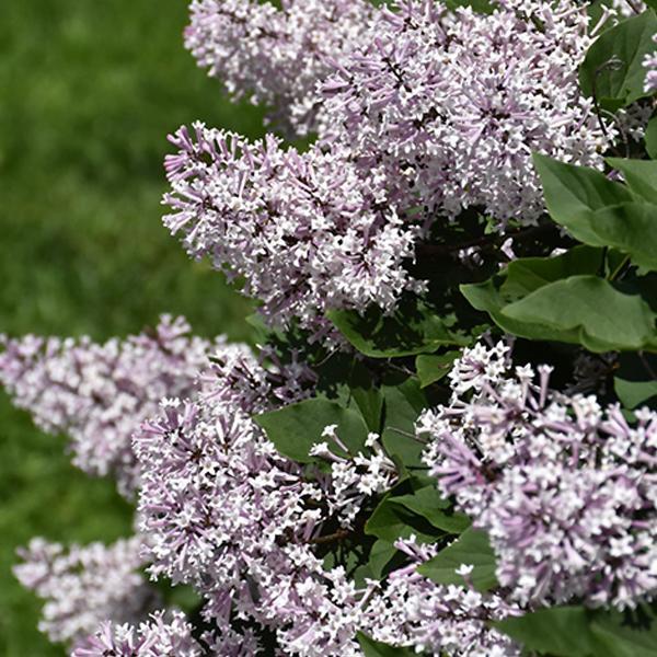 Lilac Miss Kim Dwarf- 3C