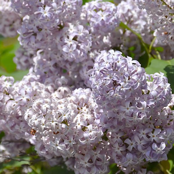 Lilac New Age Lavender- 3C