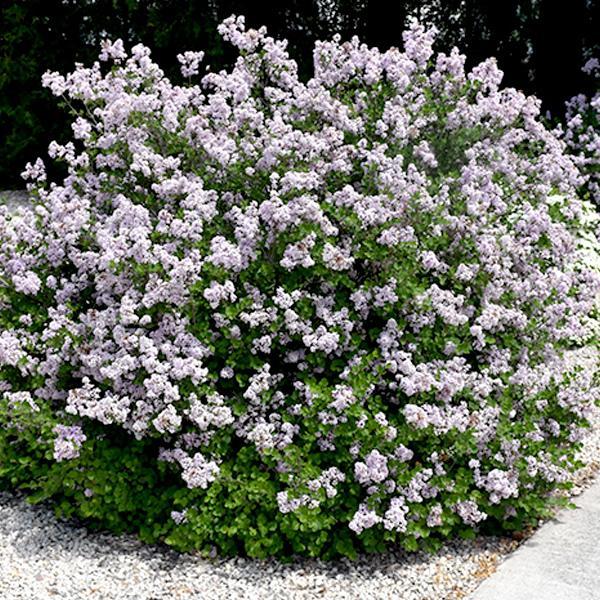 Lilac Paliban Dwarf- 3C