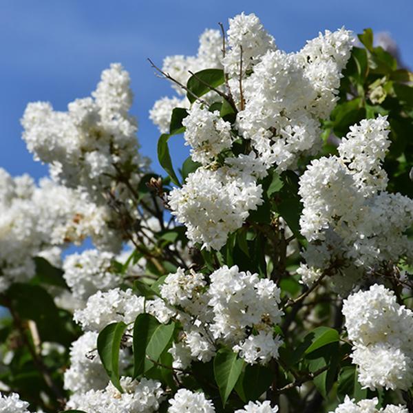Lilac Hyacinth Angel White- 3C
