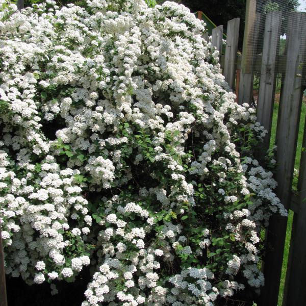 Spirea Vanhouttei- 3C