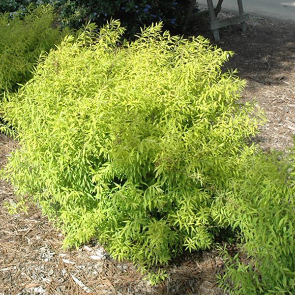 Spirea Mellow Yellow- 3C