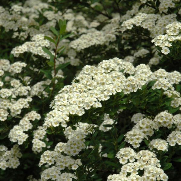 Spirea Snowmound- 3C