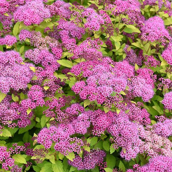 Spirea Magic Carpet- 3C