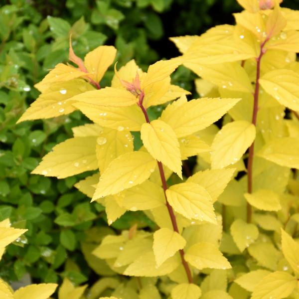 Spirea Lemon Princess- 3C