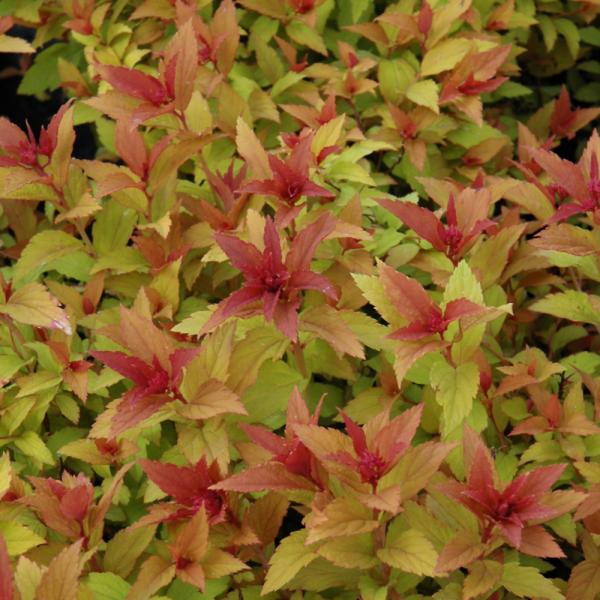 Spirea Goldflame- 3C