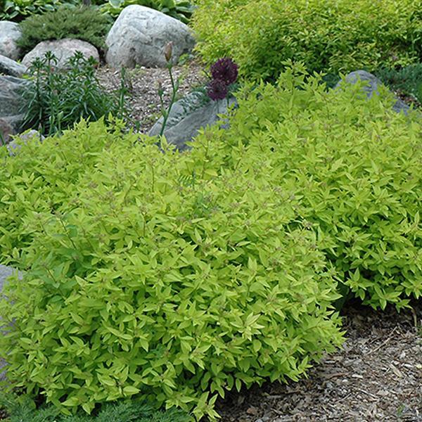 Spirea Gold Mound- 3C